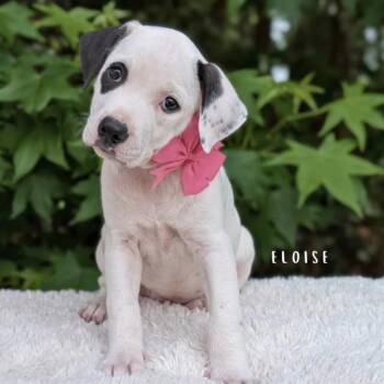 Pit Bull Terrier and Hound Dogs Available for Adoption in Tyrone, Georgia - Eloise | PetCurious
