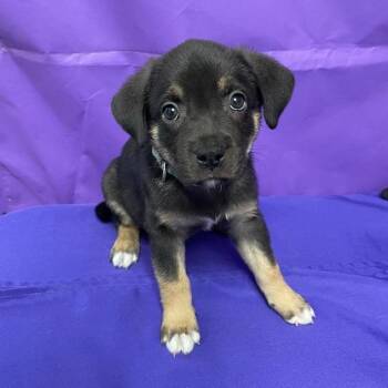 Shepherd Dogs Available for Adoption in North Myrtle Beach, South Carolina - Ouija | PetCurious