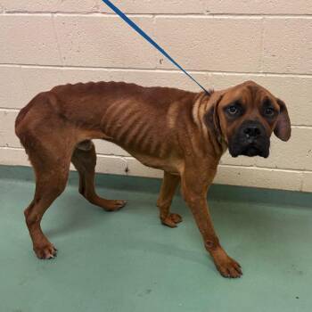 Brutus -  Mixed Breed Dog for Adoption in Memphis, Tennessee - Brutus | PetCurious