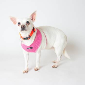 Fern 14061 -  Terrier and Chihuahua Dog for Adoption in San Francisco, California - Fern 14061 | PetCurious