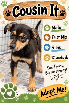 Cousin It -  Mixed Breed Dog for Adoption in Rock Hill, New York - Cousin It | PetCurious