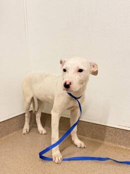PATTY -  Pit Bull Terrier Dog for Adoption in Hayward, California - PATTY | PetCurious