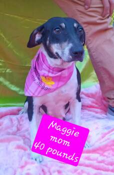 Rescue Labrador Retriever Dogs for Adoption - Maggie | PetCurious