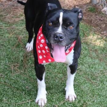 Benyi -  Mixed Breed Dog for Adoption in Athens, Georgia - Benyi | PetCurious