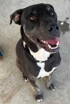 Rescue Mixed Breed Dogs for Adoption in Lampasas, Texas - Dopey | PetCurious