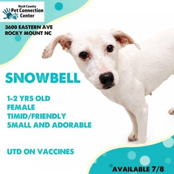 SNOWBELL  Available NOW - ADOPTION or RESCUE! -  Mixed Breed Dog for Adoption in Nashville, North Carolina - SNOWBELL  Available NOW - ADOPTION Or RESCUE! | PetCurious