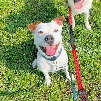 Rescue Mixed Breed Dogs for Adoption in Wappingers Falls, New York - Teddy/Finley | PetCurious