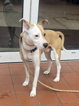 Edwardo -  Terrier Dog Available for Adoption in Salisbury, Maryland - Edwardo | PetCurious