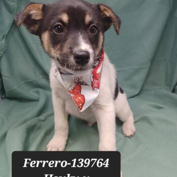 Husky Dogs Available for Adoption - Ferrero | PetCurious