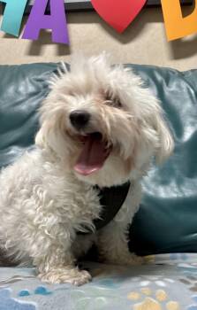 Gary -  Maltese Dog for Adoption in Cincinnati, Ohio - Gary | PetCurious