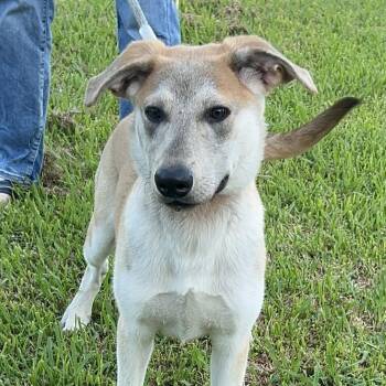 Scout -  German Shepherd Dog and Labrador Retriever Dog for Adoption in Bellaire, Texas - Scout | PetCurious