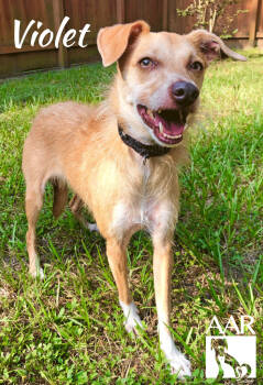Rescue Whippet and Chihuahua Dogs for Adoption in Magnolia, Texas - Violet | PetCurious