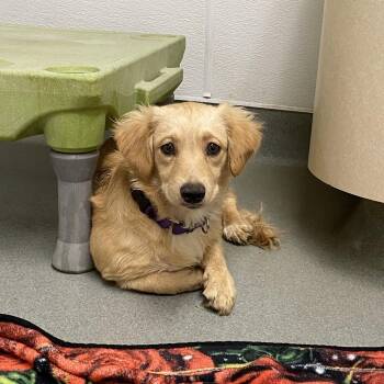 Mixed Breed and Terrier Dogs Available for Adoption in Westminster, California - WAGS-Stray-21509_2_3_4_5_6_7_8 | PetCurious