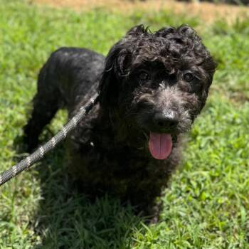 Cheddar Jack -  Miniature Poodle Dog for Adoption in Houston, Texas - Cheddar Jack | PetCurious