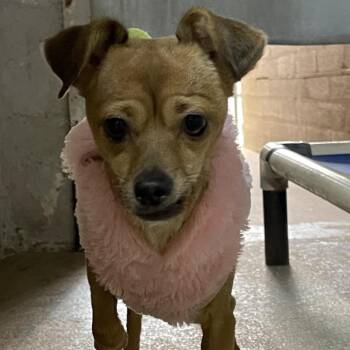 Sally -  Chihuahua Dog for Adoption in Casa Grande, Arizona - Sally | PetCurious