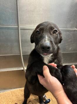 Bullfrog -  Labrador Retriever Dog for Adoption in Bloomington, Indiana - Bullfrog | PetCurious