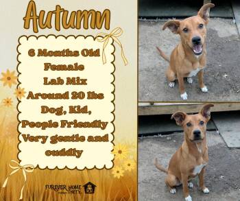 Labrador Retriever Dogs Available for Adoption - Autumn | PetCurious