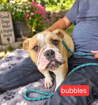 Bubbles -  Bulldog Dog for Adoption in Fort Worth, Texas - Bubbles | PetCurious