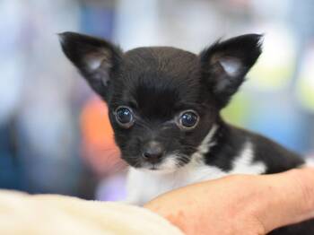 Cuddles -  Chihuahua Dog for Adoption in Montgomery, Texas - Cuddles | PetCurious