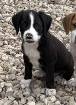 Pooh & Piglet -  Border Collie and Labrador Retriever Dog for Adoption in Cairo, Georgia - Pooh & Piglet | PetCurious