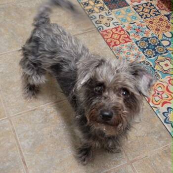 Cairn Terrier and Miniature Poodle Dogs Available for Adoption in Marana, Arizona - Betty | PetCurious