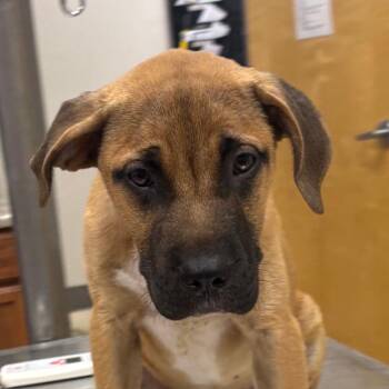 Shamus - 061802U -  Labrador Retriever and Mixed Breed Dog for Adoption in Tupelo, Mississippi - Shamus - 061802U | PetCurious
