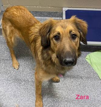 Shepherd Dogs Available for Adoption - Zara | PetCurious