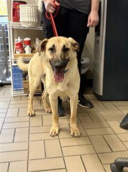 Mixed Breed Dogs Available for Adoption - Fairy | PetCurious