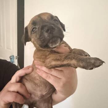 Rogue D&D -  Mixed Breed Dog for Adoption in Savannah, Georgia - Rogue D&D | PetCurious