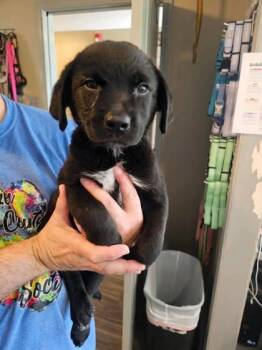 Pointer and Mixed Breed Dogs Available for Adoption in Paducah, Kentucky - Scram Jr. | PetCurious