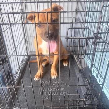 Tony -  Mixed Breed Dog for Adoption in Jupiter, Florida - Tony | PetCurious