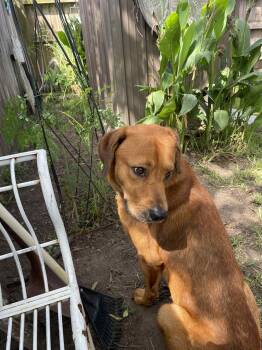 Rescue Labrador Retriever Dogs for Adoption in Spring, Texas - Rudy | PetCurious