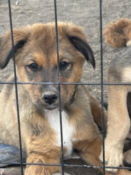 TOFFEE -  Shepherd Dog for Adoption in Broomfield, Colorado - TOFFEE | PetCurious