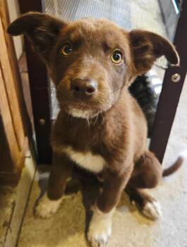 Australian Cattle Dog Blue Heeler Dogs Available for Adoption in Carlsbad, California - Ted | PetCurious