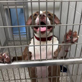 Lola -  Pit Bull Terrier Dog for Adoption in Morganton, North Carolina - Lola | PetCurious