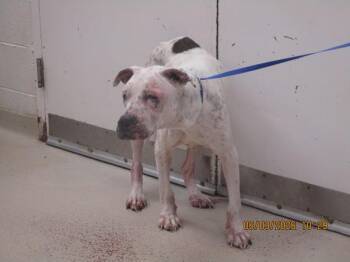 White Girl(407) -  Pit Bull Terrier Dog Available for Adoption in Marietta, Georgia - White Girl(407) | PetCurious