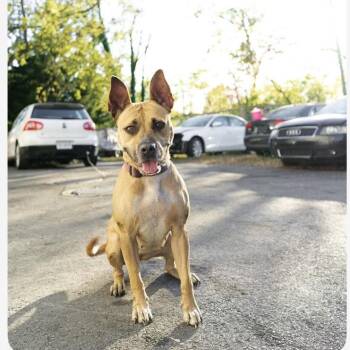 Mixed Breed Dogs Available for Adoption in Hagerstown, Maryland - Junie | PetCurious