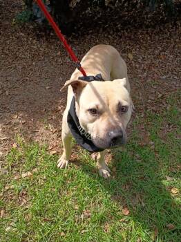 Gus -  Black Mouth Cur and American Bulldog Dog for Adoption in Albany, Georgia - Gus | PetCurious
