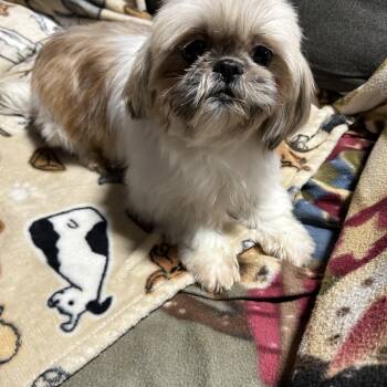 Shih Tzu Dogs Available for Adoption - Teah  | PetCurious