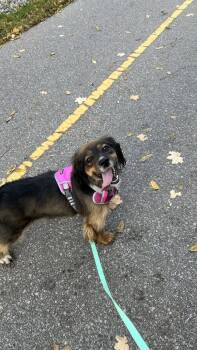 Gretl -  Spaniel Dog for Adoption in Woodstock, Ontario - Gretl | PetCurious