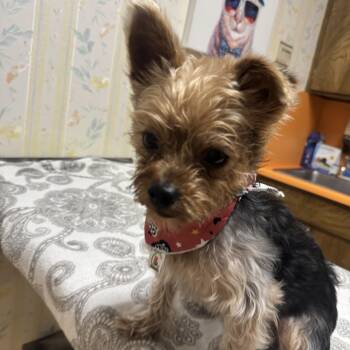 Bubba -  Yorkshire Terrier Dog for Adoption in Elk Grove, California - Bubba | PetCurious