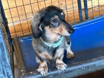 Oliver -  Dachshund and Mixed Breed Dog for Adoption in Morton Grove, Illinois - Oliver | PetCurious