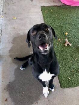 Festus -  Labrador Retriever Dog for Adoption in Fayetteville, Arkansas - Festus | PetCurious