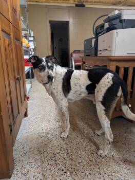 Jack (Bonded with Hunter) -  Australian Cattle Dog Blue Heeler Dog for Adoption in Williamsburg, Iowa - Jack (Bonded With Hunter) | PetCurious