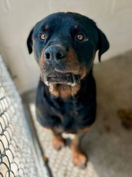 Rottweiler Dogs Available for Adoption in Tom Bean, Texas - Warren | PetCurious