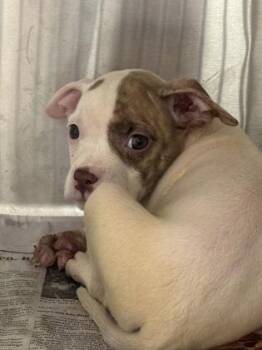 Ying Yang -  Pit Bull Terrier and Mixed Breed Dog for Adoption in Westland, Michigan - Ying Yang | PetCurious