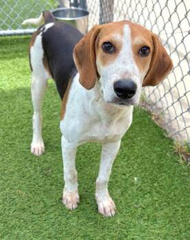 COWBOY -  Mixed Breed Dog for Adoption in Columbia, South Carolina - COWBOY | PetCurious