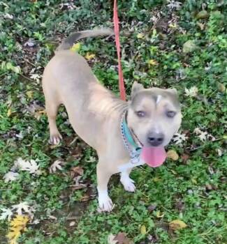 Rescue American Staffordshire Terrier Dogs for Adoption in Maysville, Kentucky - Marvie | PetCurious