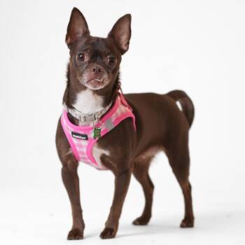 Chihuahua Dogs Available for Adoption - Gemini 13807 | PetCurious