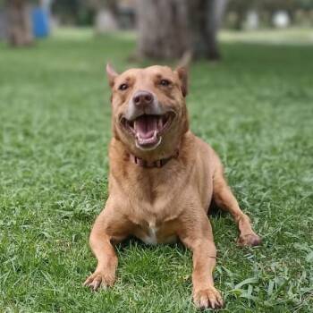Rescue Rat Terrier and Cattle Dog Dogs for Adoption in Sherwood, Oregon - James | PetCurious